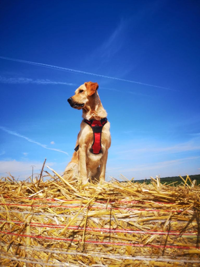 Salsa des fields d'est