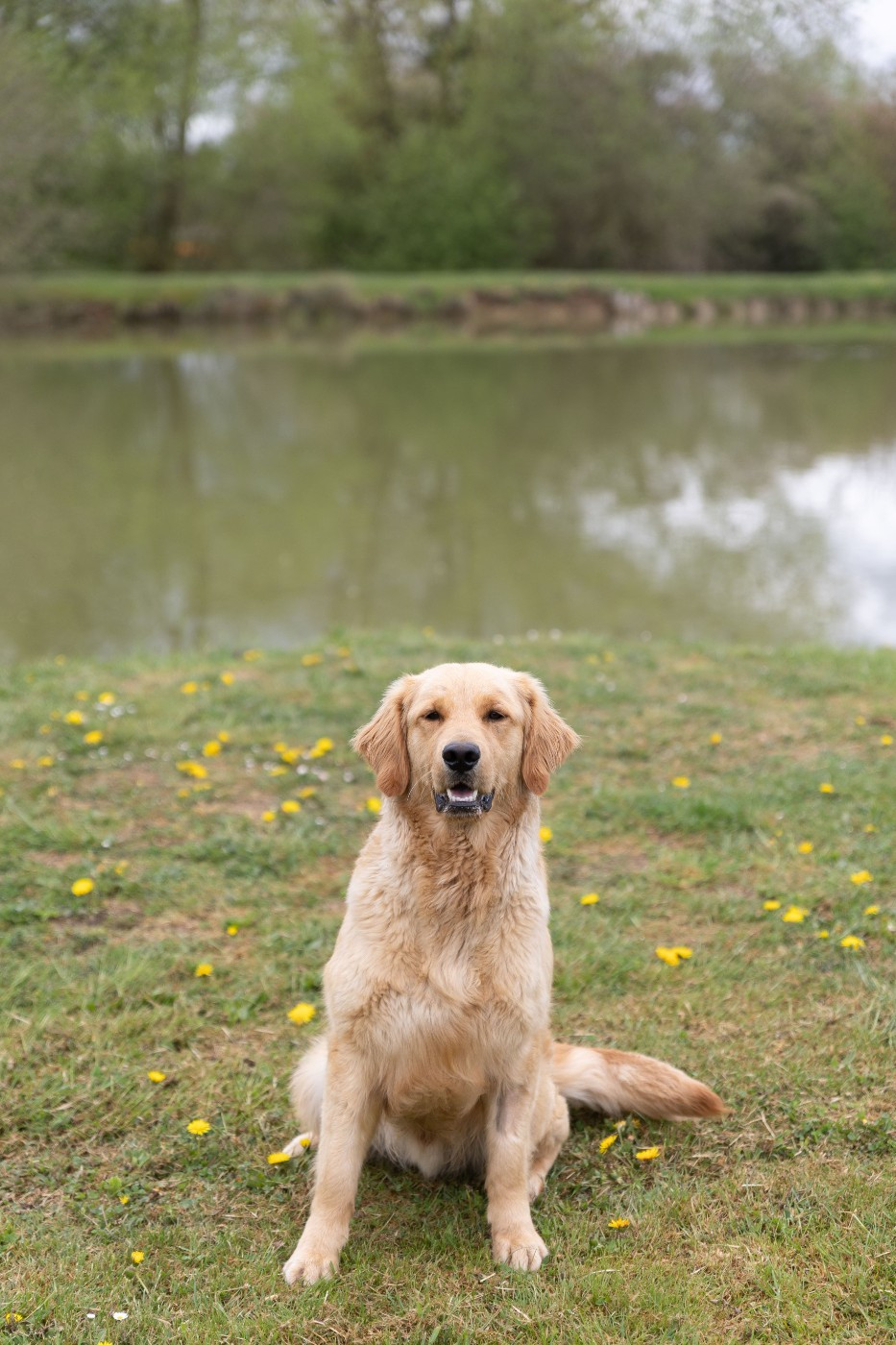 Urielle des fields d'est