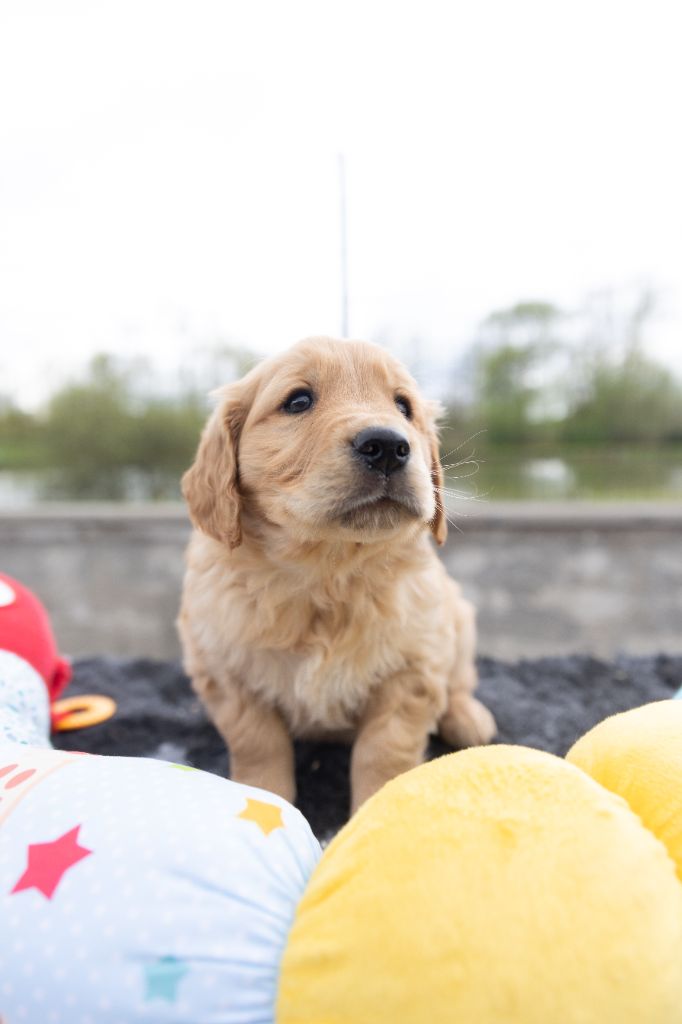 chiots disponible pour le 07.07.2025 