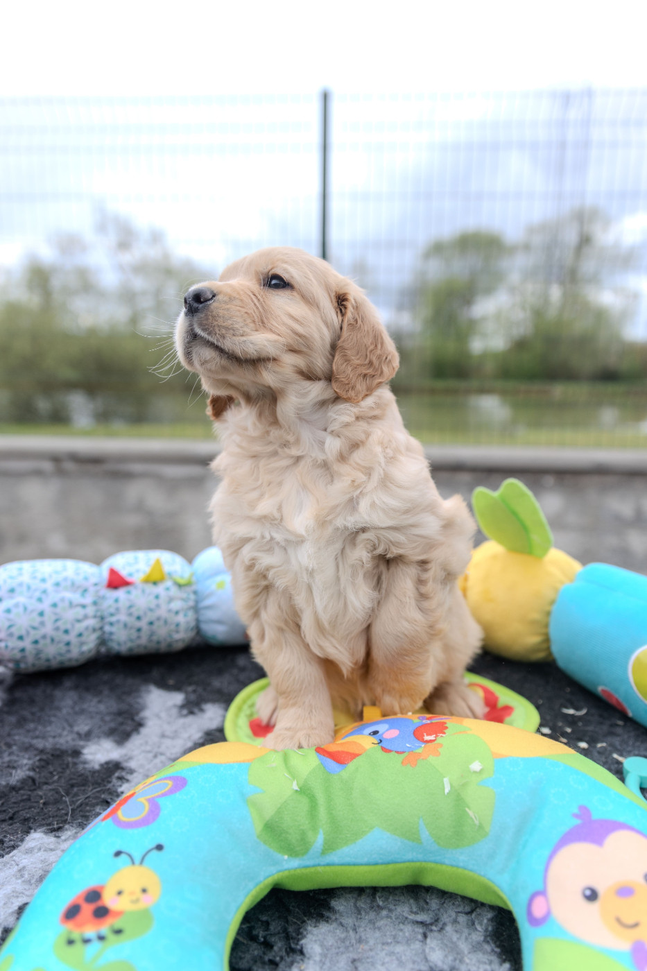 chiots à reserver