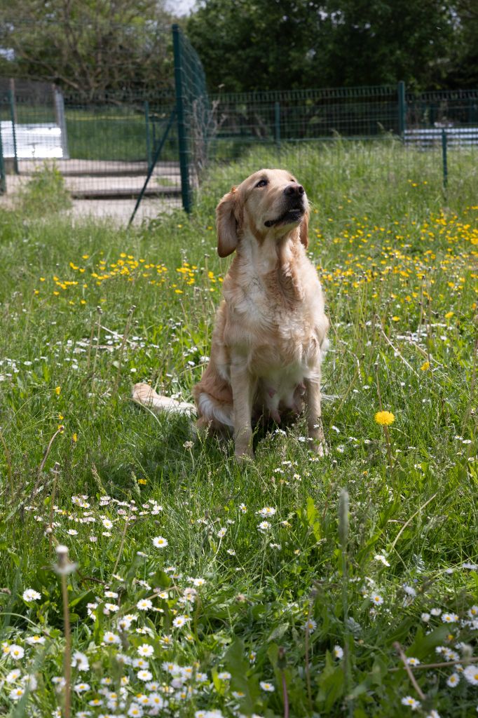 des fields d'est - Chiots disponibles - Golden Retriever