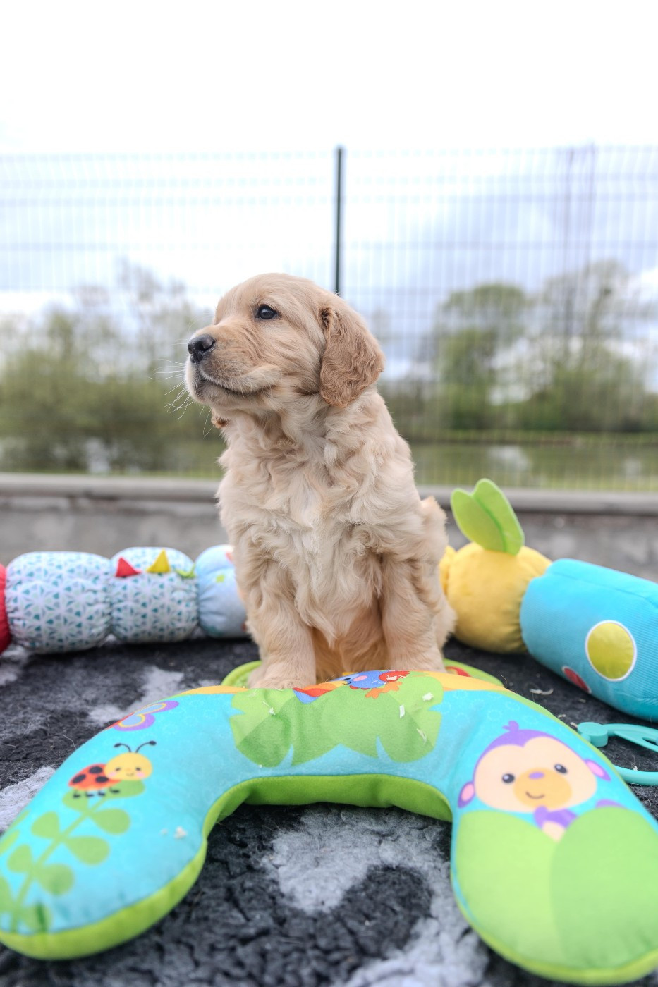 des fields d'est - Golden Retriever - Portée née le 26/12/2025