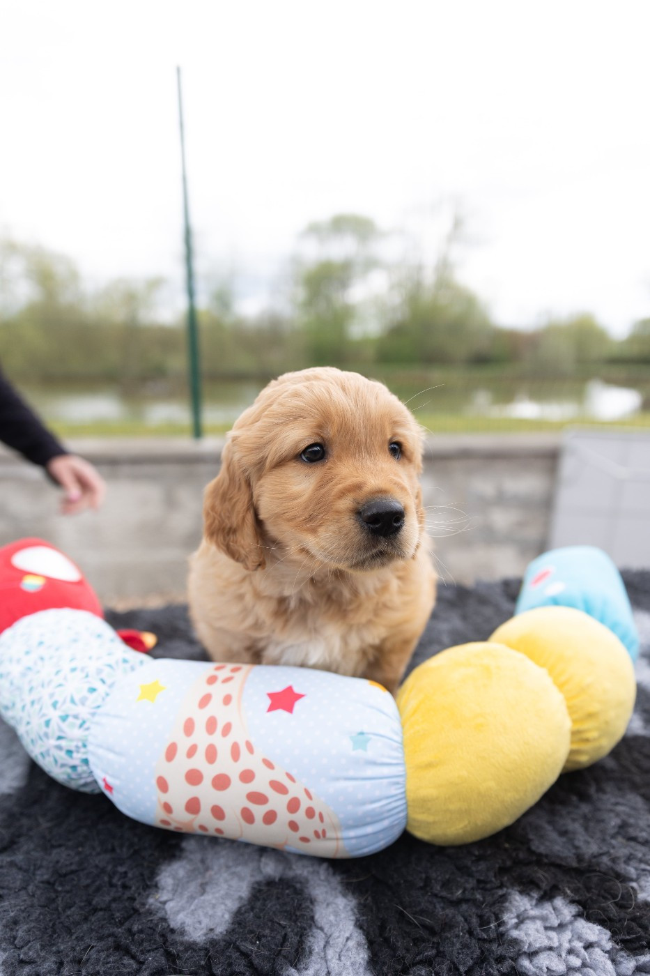 des fields d'est - Chiots disponibles - Golden Retriever