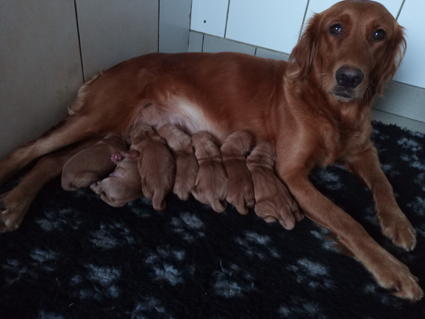 des fields d'est - Chiots disponibles - Golden Retriever