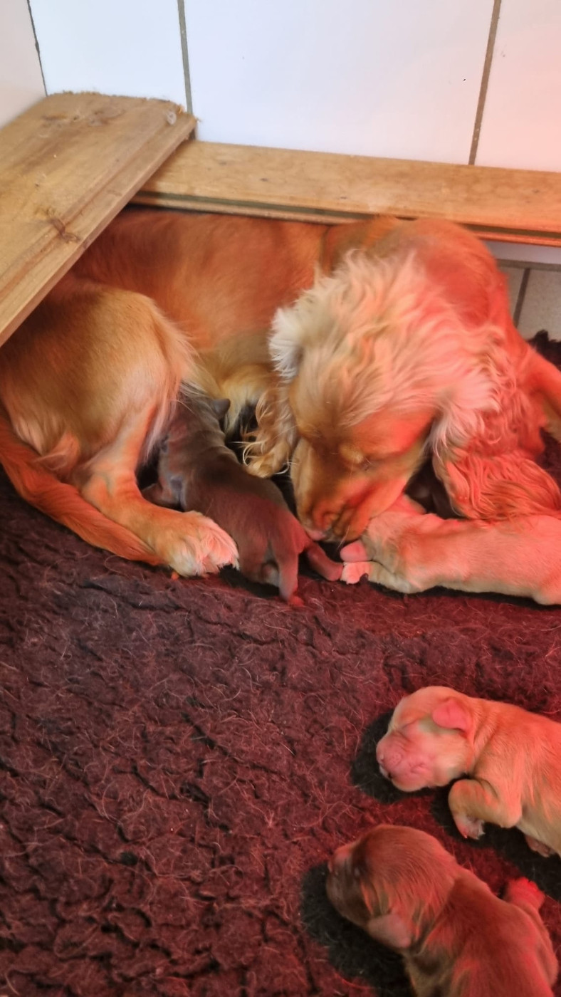 Chiot Cocker Spaniel Anglais des fields d'est