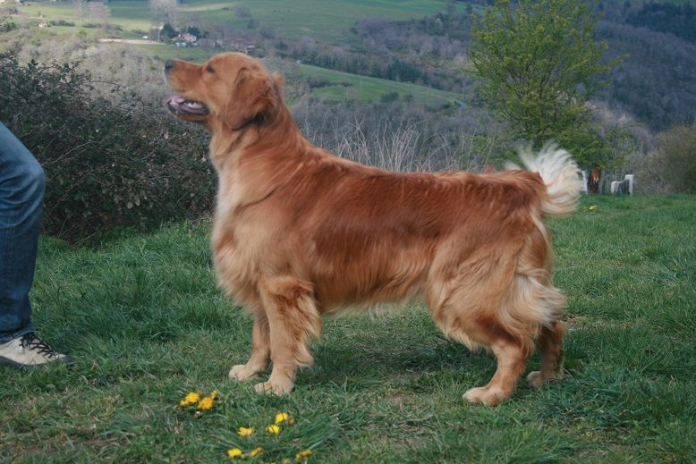 des fields d'est - Chiots disponibles - Golden Retriever