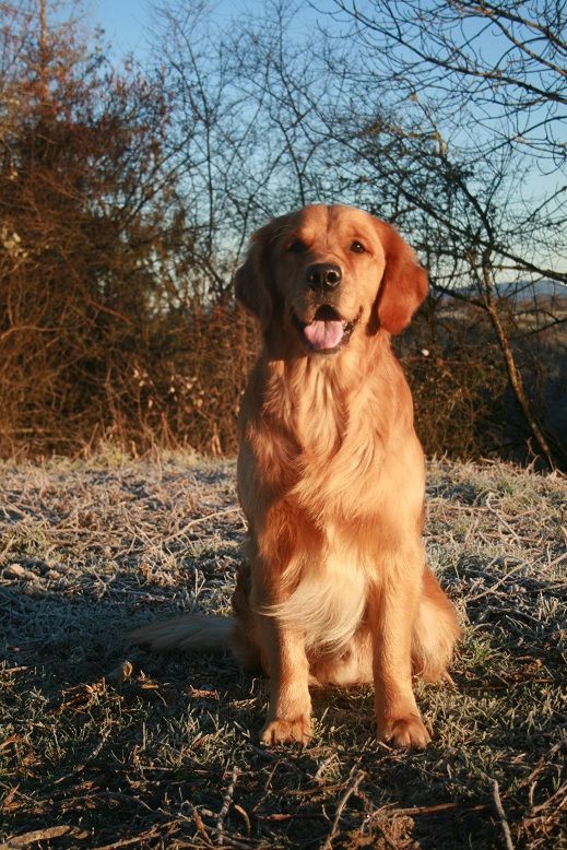 des fields d'est - Chiots disponibles - Golden Retriever