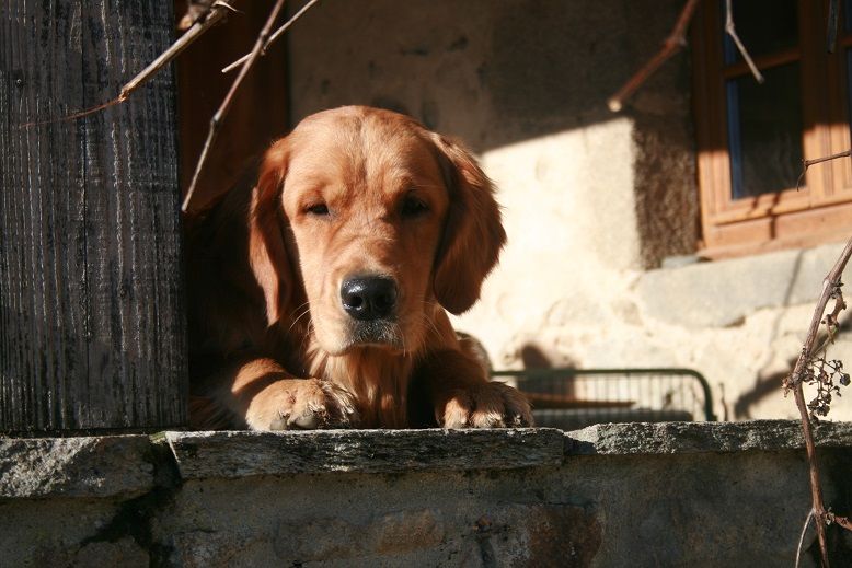 des fields d'est - Chiots disponibles - Golden Retriever