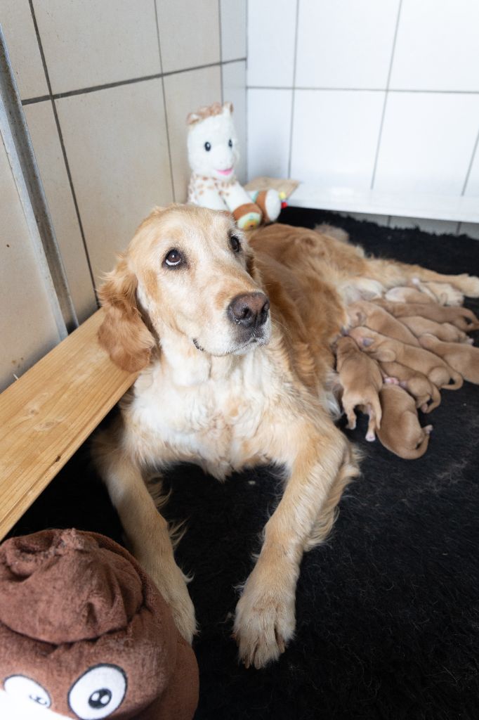 des fields d'est - Chiots disponibles - Golden Retriever