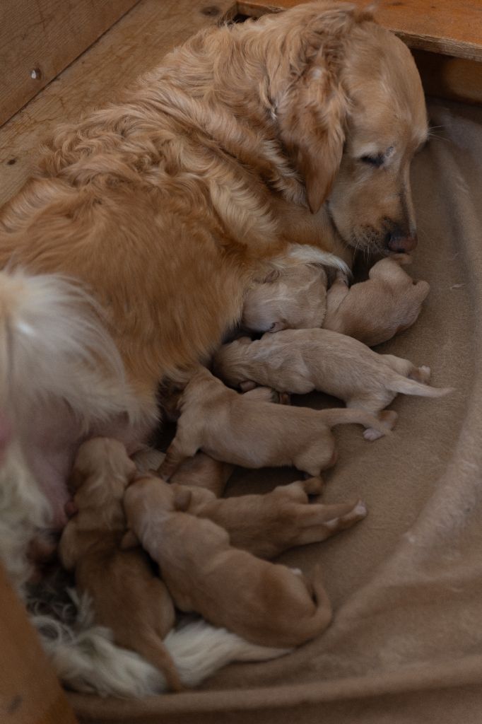 des fields d'est - Chiots disponibles - Golden Retriever