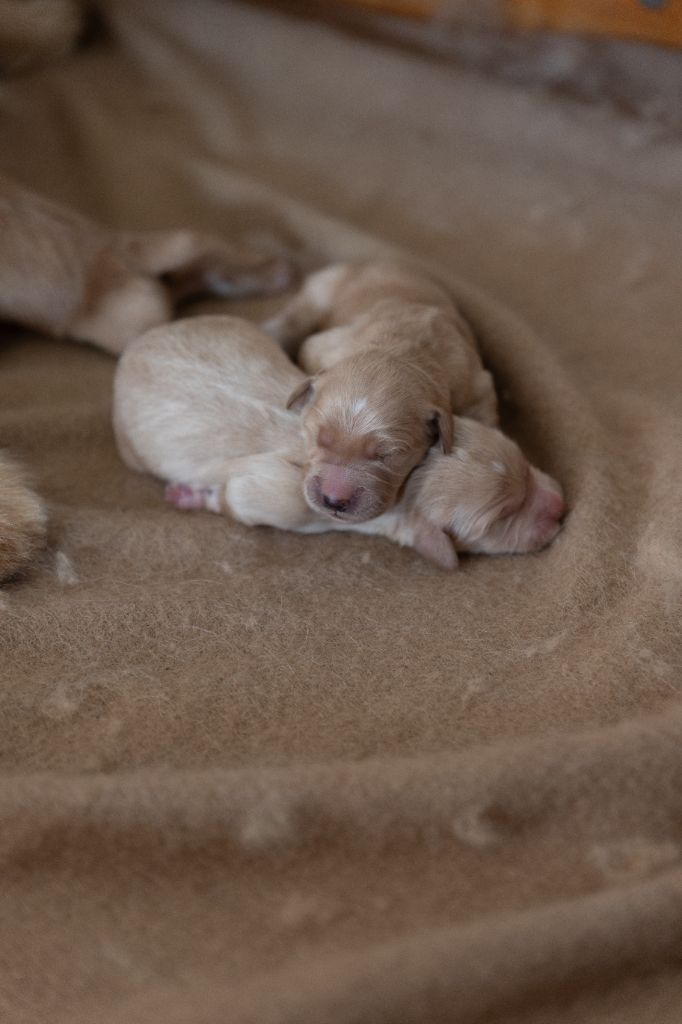 des fields d'est - Chiots disponibles - Golden Retriever
