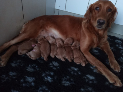 CHIOT 1