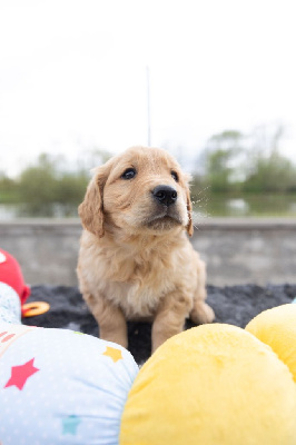 CHIOT 2