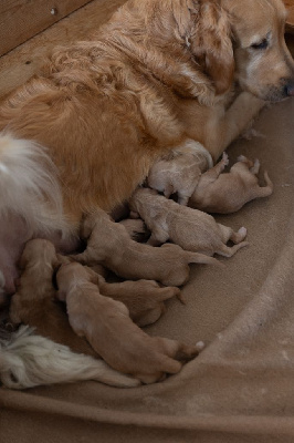 CHIOT 4