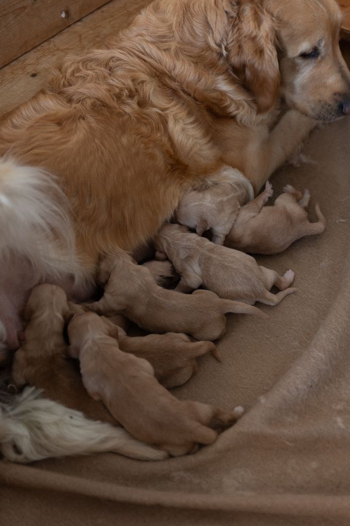 des fields d'est - Chiots disponibles - Golden Retriever