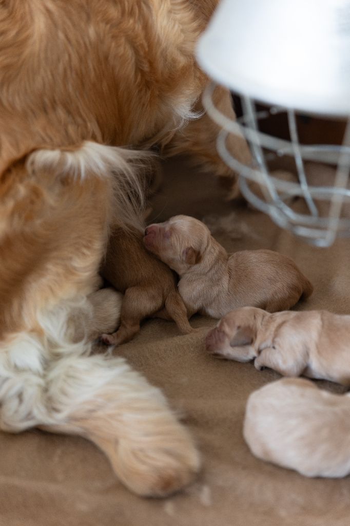des fields d'est - Chiots disponibles - Golden Retriever