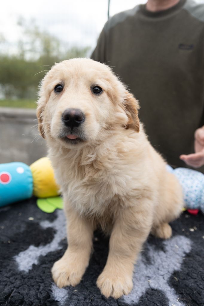 des fields d'est - Chiots disponibles - Golden Retriever