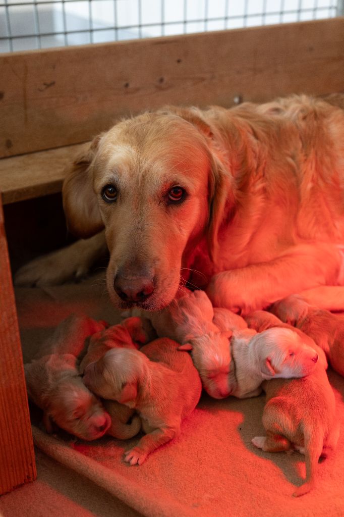 des fields d'est - Chiots disponibles - Golden Retriever
