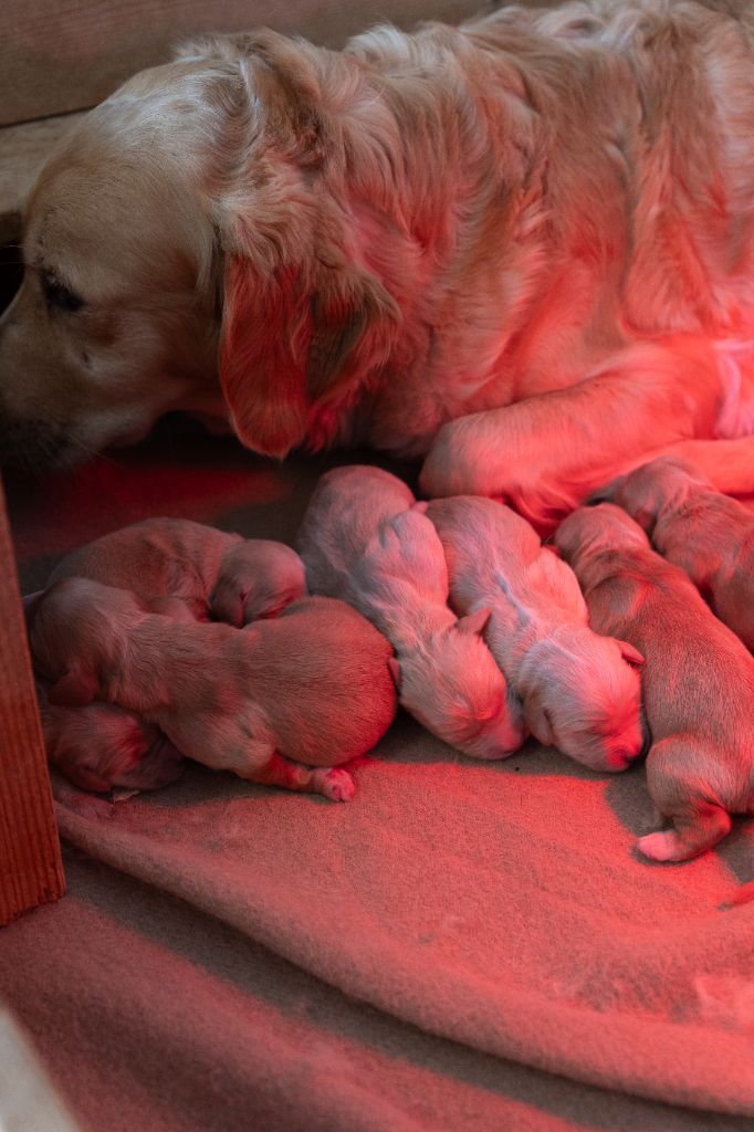 des fields d'est - Chiots disponibles - Golden Retriever