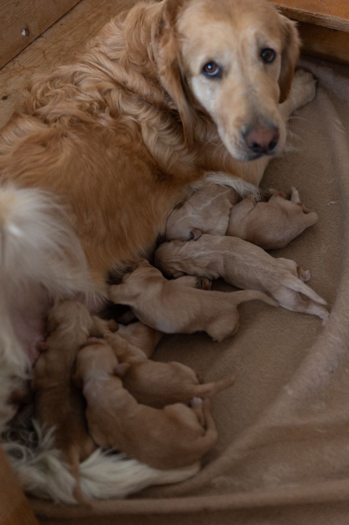 des fields d'est - Chiots disponibles - Golden Retriever