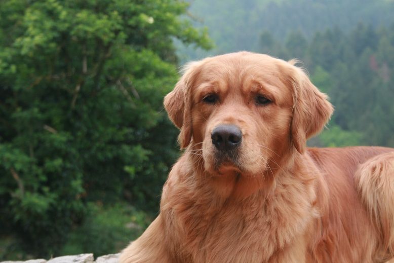 des fields d'est - Chiots disponibles - Golden Retriever